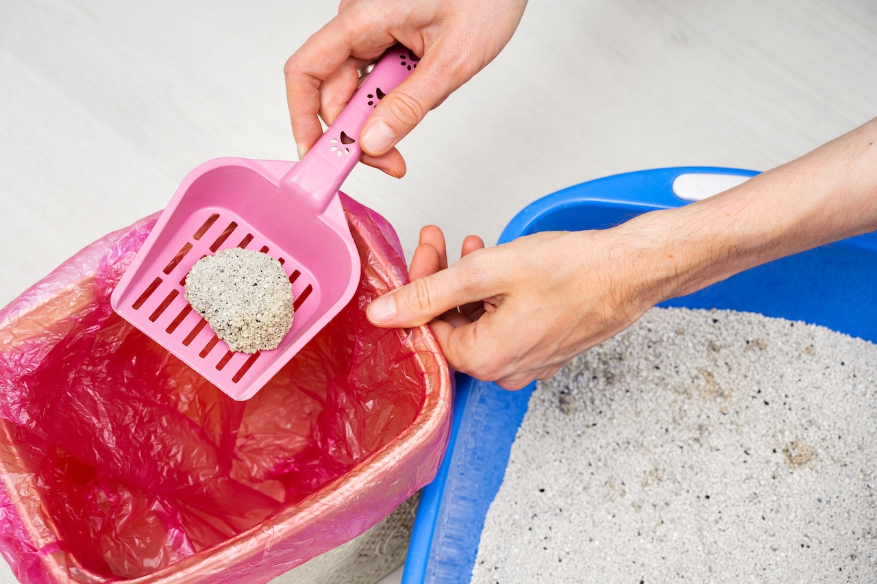 Man cleaning non-Natural mineral Cat Litter tray at home and throws out non-biodegradable Bentonite solid clumps in plastic garbage bag. Environmental damage, non-eco-friendly concept. Closeup